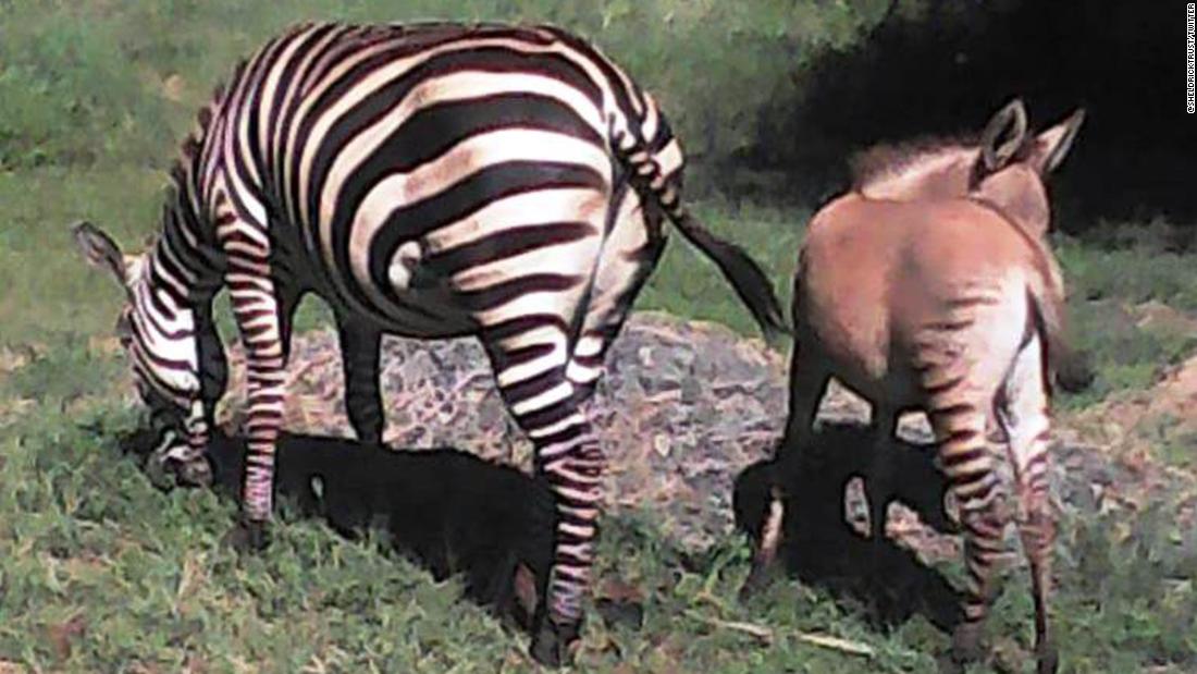 Este un zonkey! Zebră naște un copil rar după împerecherea cu măgarul