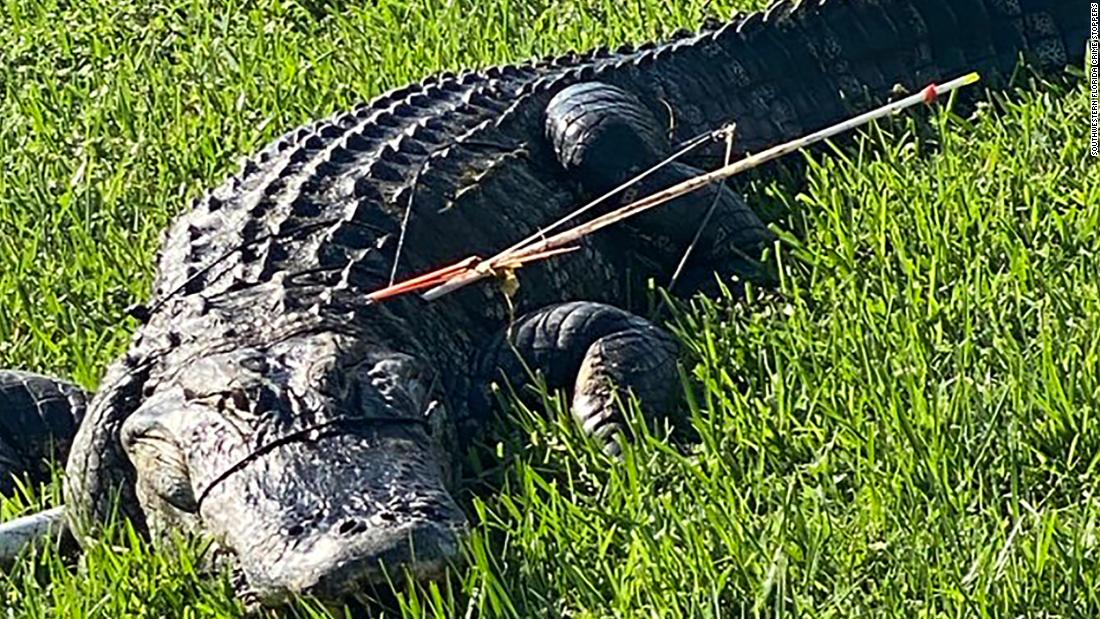Un rezident din Florida a găsit un aligator încovoiat, cu două săgeți în lateral. Acum, un grup de opriri pentru criminalitate îl caută pe suspect