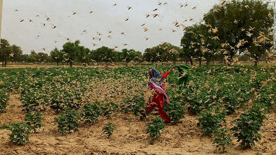 Locust Desert: New Delhi în alertă după ce lăcustele au invadat Gurgaon